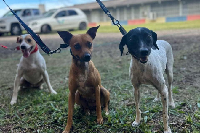 Paraná anuncia seletivo para OSCs no Conselho de Direitos Animais 2026-2027