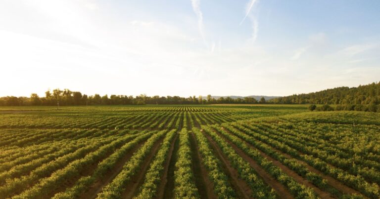 Projeção do agro em 2026 indica desaceleração no crescimento do setor