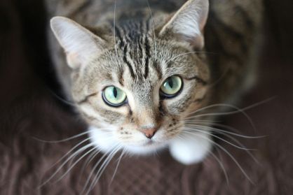 Aumento de casos de esporotricose em gatos causa preocupação entre veterinários