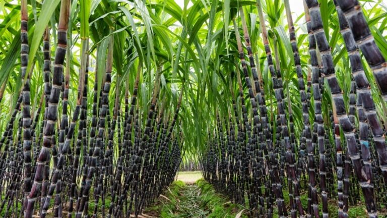 Tecnologias inovadoras reforçam o manejo de pragas e plantas daninhas nos canaviais