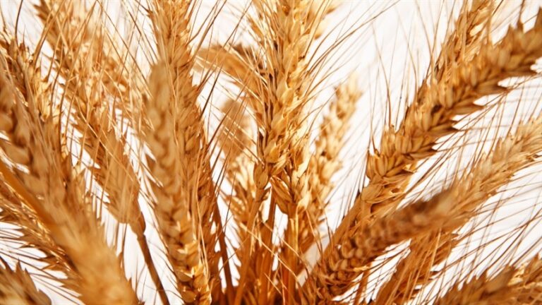 Trigo mantém alta apesar da melhora climática em regiões importantes