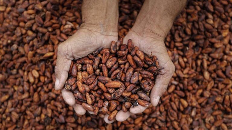 Mercado do cacau busca equilíbrio após alta volatilidade em 2025