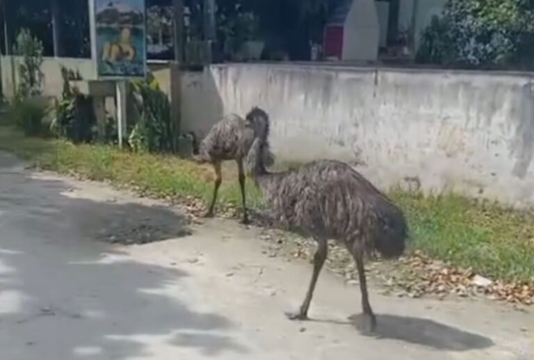 Emus surpreendem moradores no Litoral do Paraná