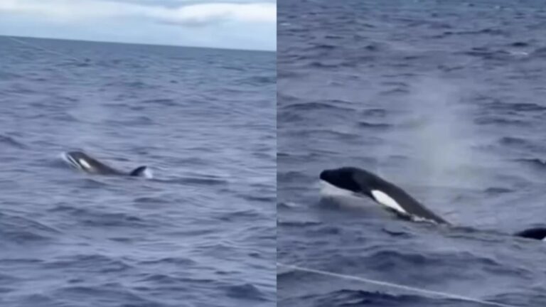 Orcas são avistadas novamente no litoral sul da Bahia em registro raro