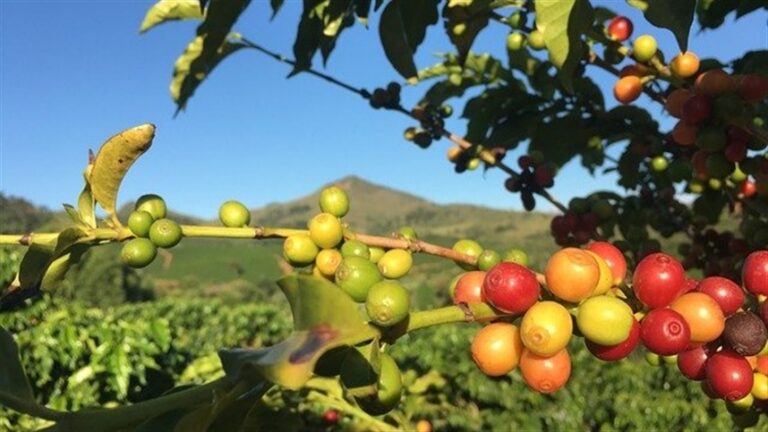 Desafios hídricos impactam a produção de café conilon no sul da Bahia