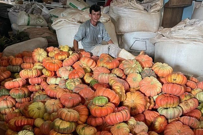 Abóbora fortalece economia rural em 330 municípios do Paraná