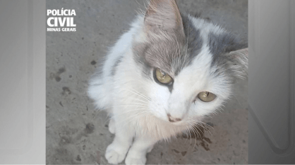 Polícia indicia dois homens por morte cruel de gata gestante em Taiobeiras
