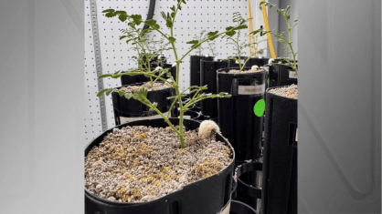 Grão-de-bico cresce em solo lunar simulando agricultura extraterrestre