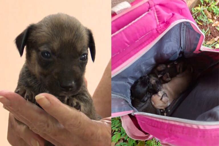 Filhotes de cachorro são abandonados em mochila na calçada do Paraná