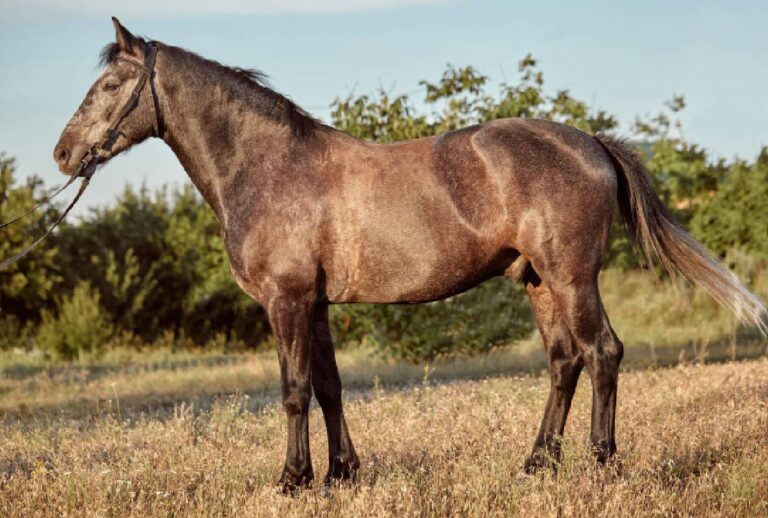 Idoso morre após sofrer coice de cavalo em rancho no Paraná