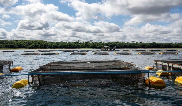 Lei do Paraguai impulsiona cultivo sustentável de tilápia em Itaipu