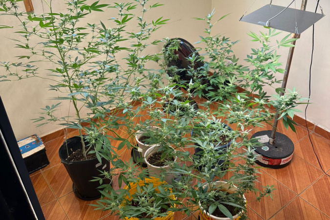 Polícia civil do Paraná desmantela laboratório de maconha em Londrina