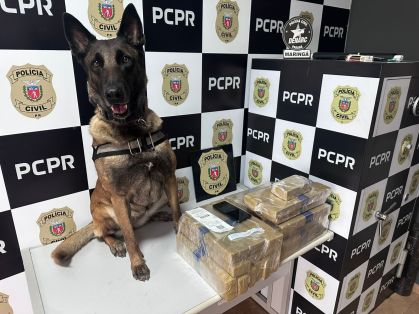 Cadela farejadora localiza 22 kg de drogas em ônibus em Maringá