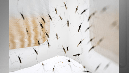 DNA de mosquito revela datas críticas da evolução humana no sudeste asiático