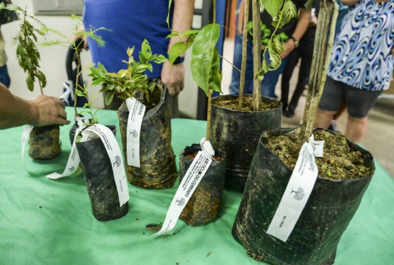 Curitiba lança distribuição de 10 mil mudas gratuitas no aniversário da cidade