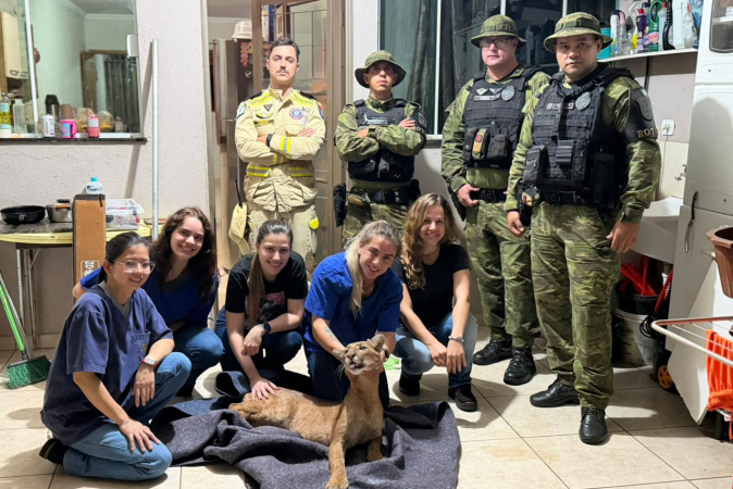 Onça-parda resgatada em Maringá começa tratamento em centro do IAT