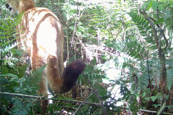 Iat registra presença inédita de onça-parda no Parque Estadual Rio Guarani