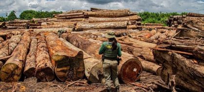 Ibama apreende 15 mil m³ de madeira e multa R$ 110 milhões no Pará