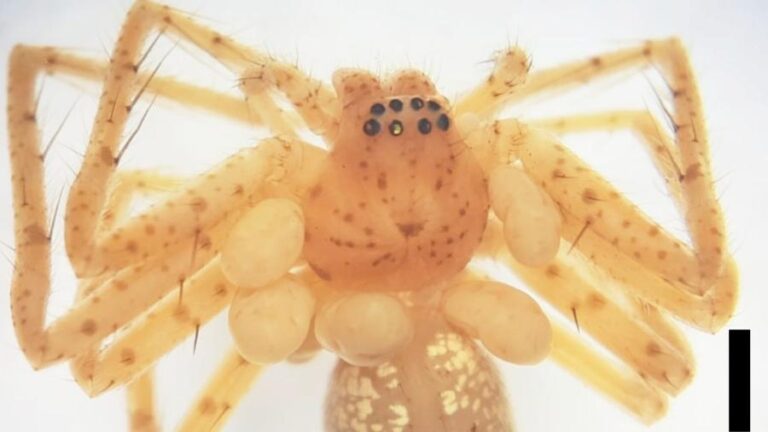 Ácaros parasitas descobertos em aranha brasileira ampliam conhecimento científico