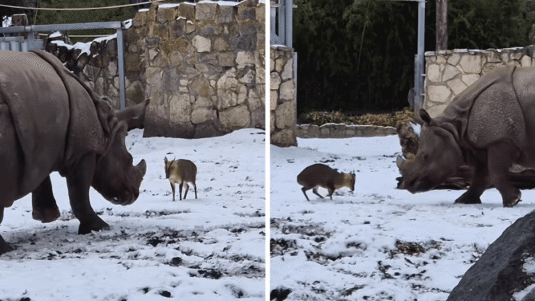 Cervo Corajoso Enfrenta Rinoceronte em Zoológico na Polônia
