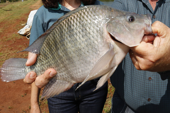 Paraná lidera produção nacional de peixes com 273 mil toneladas em 2025