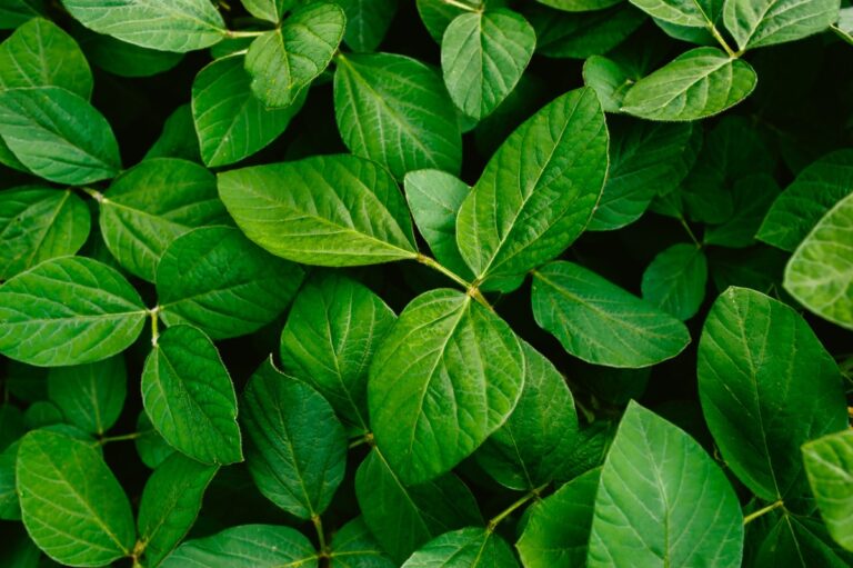 Basf soluções para agricultura expande atuação com compra da AgBiTech