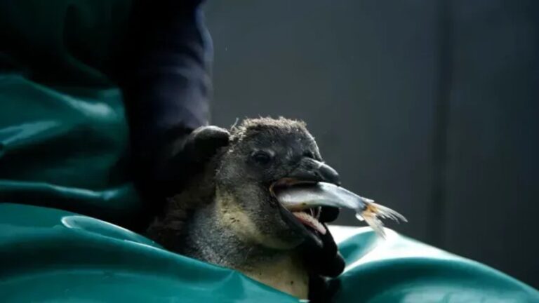 Pinguins-africanos enfrentam crise alimentar e alimentam filhotes com pedras na África do Sul