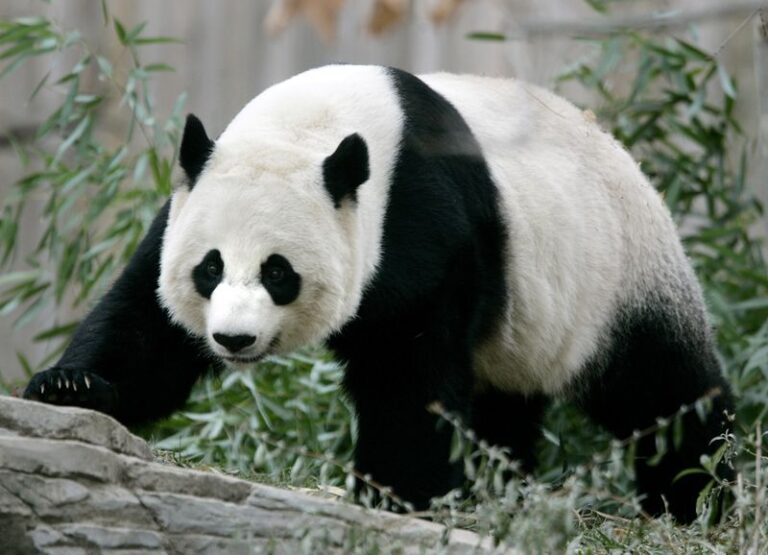 Japão pode ficar sem pandas após 50 anos pela primeira vez
