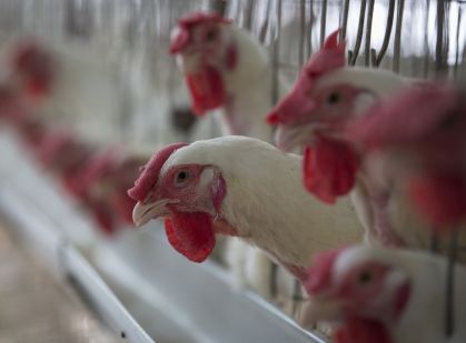 Argentina confirma segundo foco de gripe aviária em Buenos Aires