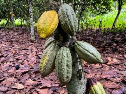 Camex avalia tarifa para proteger cacau nacional diante de pressões externas