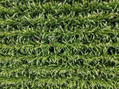 França anuncia apoio emergencial para agricultores diante do aumento dos custos dos insumos