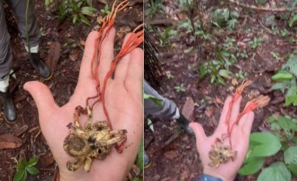 Fungo amazônico transforma tarântula em zumbi e cresce fora do corpo