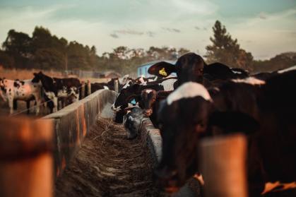 China suspende importação de carne bovina da Irlanda após surto da língua azul