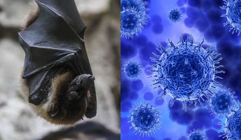 Ministério da Saúde esclarece risco baixo do vírus Nipah para o Brasil