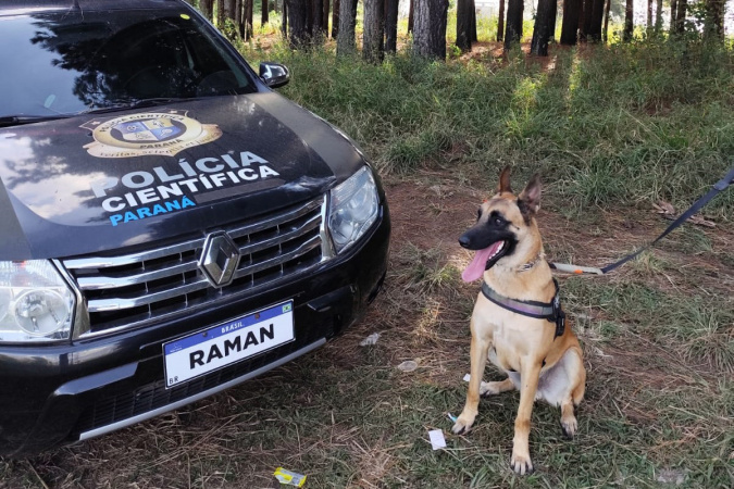 Cão perito Raman transforma a perícia criminal no Paraná com detecção de sangue