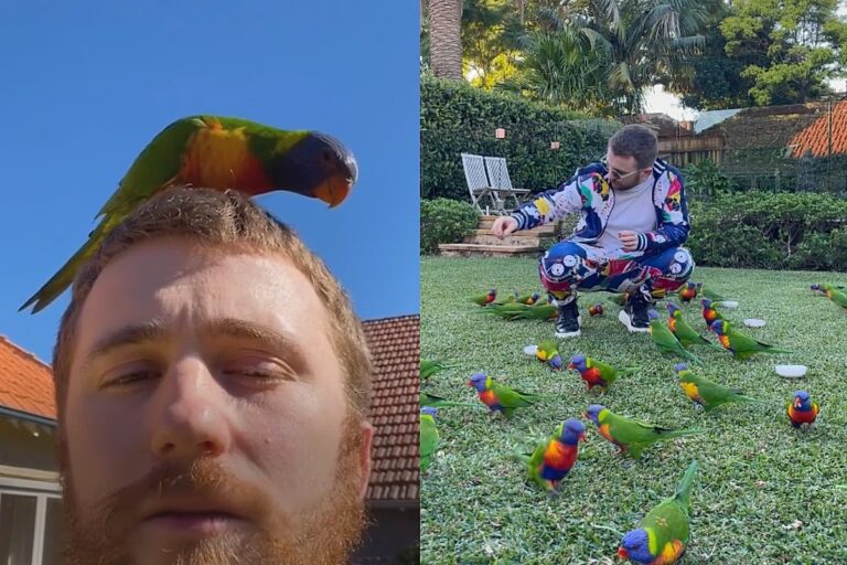 Papagaio selvagem atrai 30 parentes para quintal em Sydney
