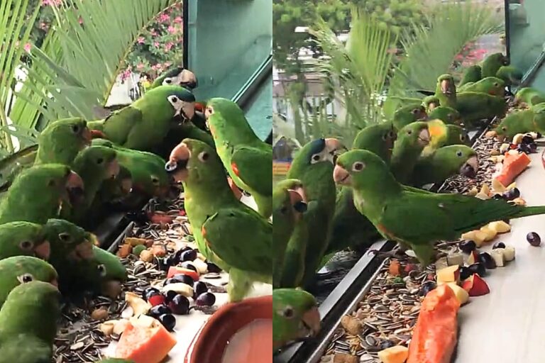 Moça de São Paulo cria café da manhã especial para aves urbanas na janela do apartamento