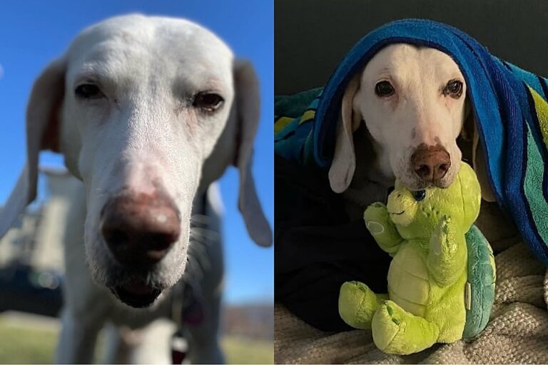 Gumby: cachorro devolvido 11 vezes finalmente encontra lar definitivo na Carolina do Sul