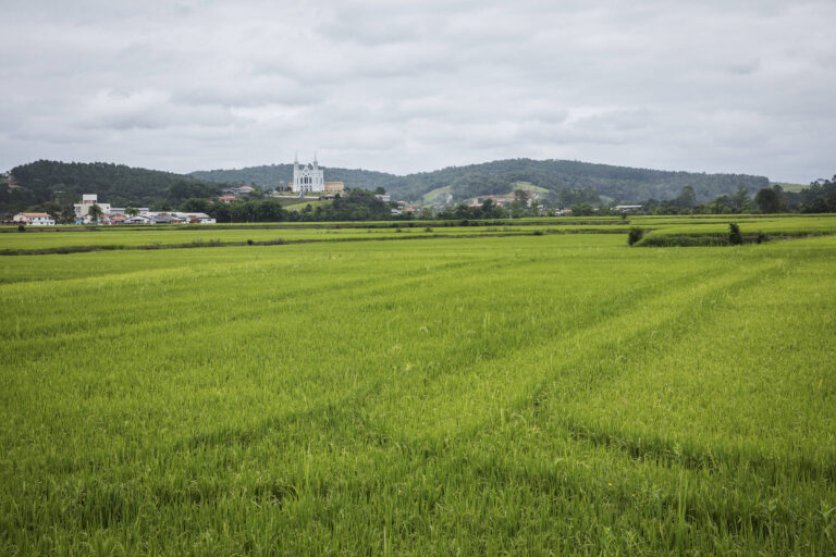 Preço do arroz atinge estabilidade após período de quedas