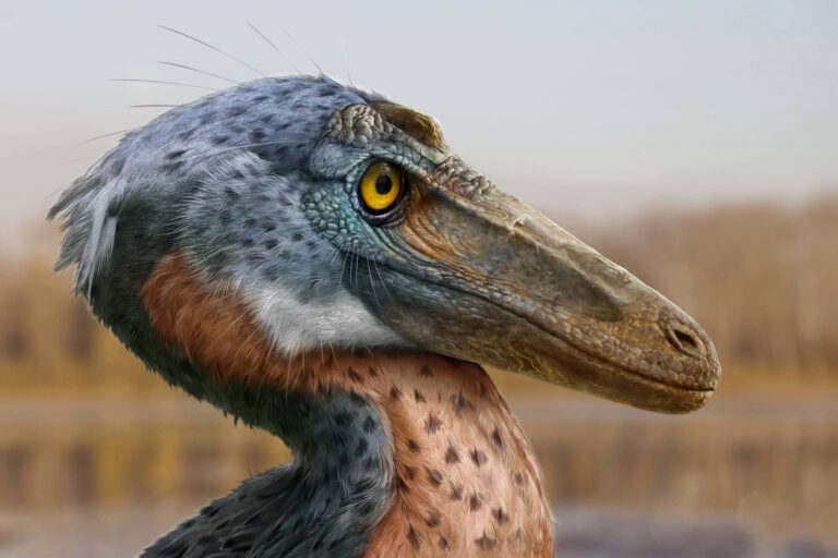 Pequeno dinossauro usava a cabeça para enfrentar rivais no cretáceo
