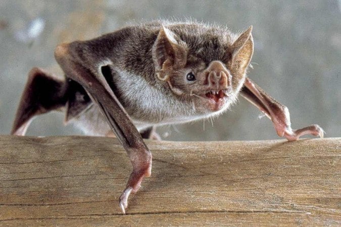 Saúde alerta sobre morcego com raiva em Ponta Grossa e reforça cuidados