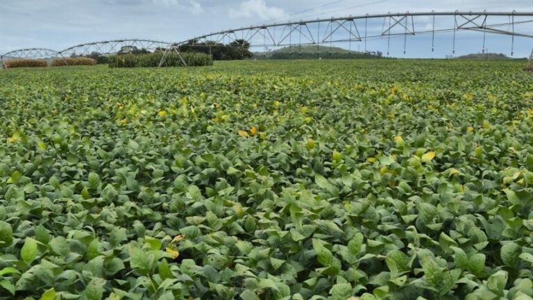 Bioinsumos impulsionam mercado agrícola brasileiro com receita superior a 6 bilhões