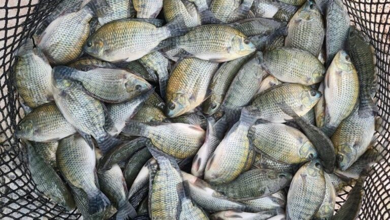 Pescados do Brasil avançam em competitividade nos Estados Unidos apesar da tarifa de 15%