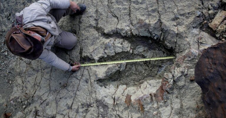 Inteligência artificial revoluciona identificação de pegadas de dinossauros