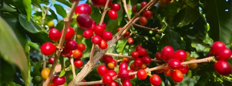 Exportações do agronegócio de minas gerais atingem recorde histórico em 2025