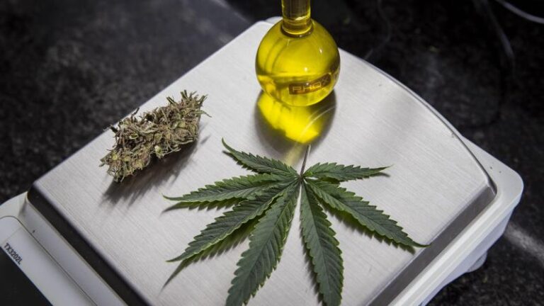 Cannabis medicinal ganha novos avanços legislativos no Senado brasileiro