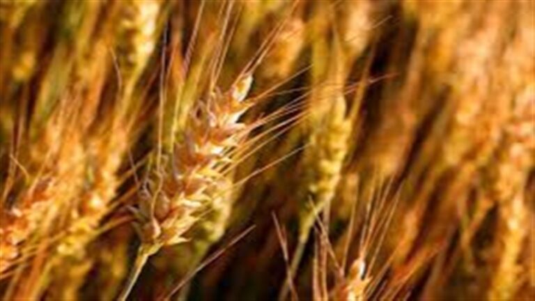 Produção de farinha integral nos EUA registra queda inédita em 2026