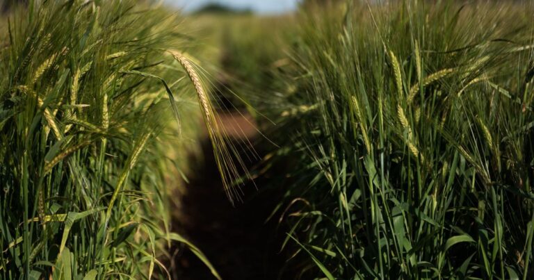 CNseg prevê queda de 3,9% no mercado de seguro rural em 2026