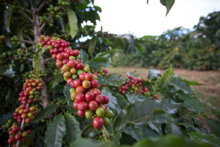 Café recua após previsão de safra recorde para 2026/27