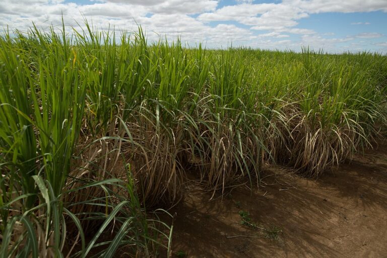 Produtores de cana do Nordeste solicitam subvenção após impactos do tarifação dos EUA
